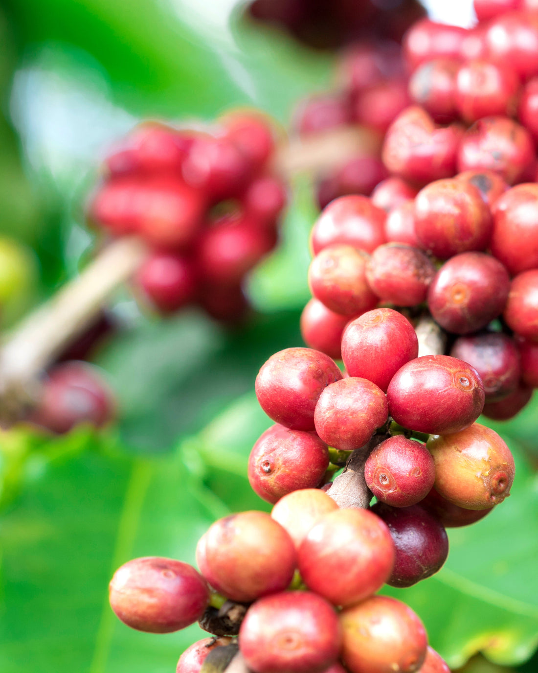 ¿Conoces la parte más saludable del fruto del café?