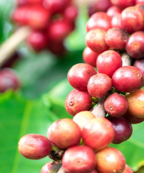 ¿Conoces la parte más saludable del fruto del café